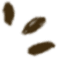 himalayan natives leaf icon 1
