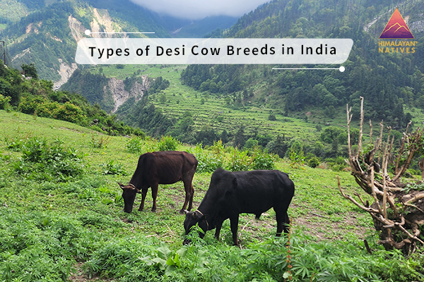 Types of Desi Cow Breeds in India